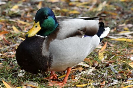 Autumn Season colorful duck