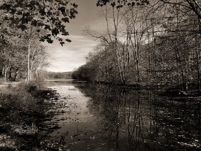 Water black and white trees