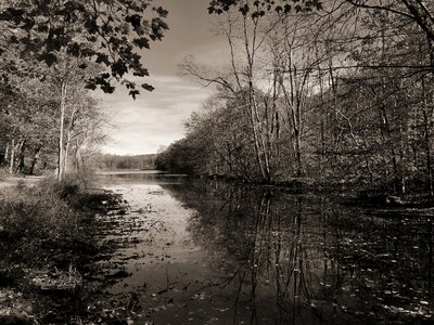 Water black and white trees photo