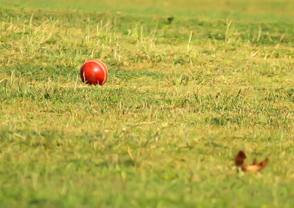 Cricket New Ball photo
