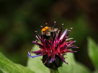 Bee flower garden photo