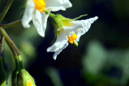 Beautiful Flowers blooming blossom