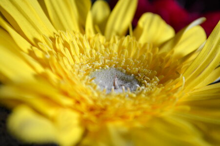 Daisy Yellow Flower