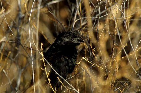 Bird groove photo