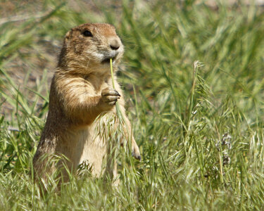 Prairie Dog