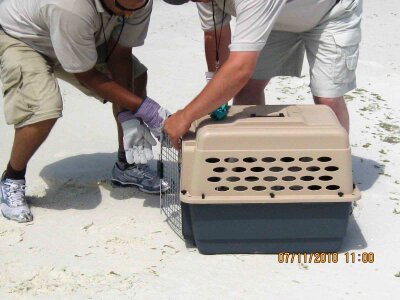 Bird gannet rescue