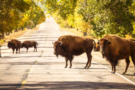 Bison on road at Rocky Mountain Arsenal National Wildlife Refuge