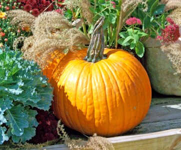 Pumpkin fruit food