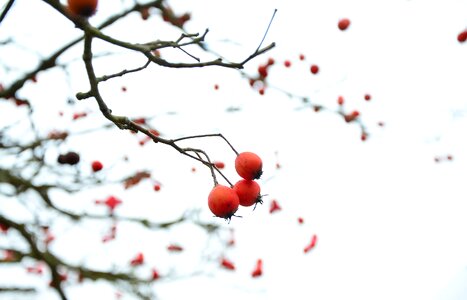 Plant cold berries photo