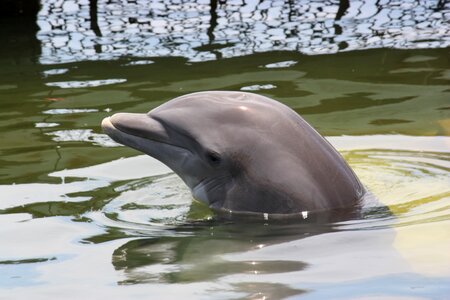 Dolphin pinball marine mammals