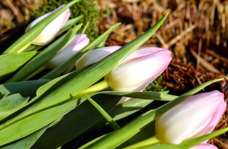 Beautiful beautiful flowers blooming