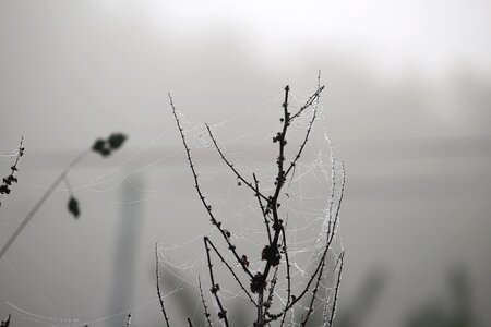 Cobwebs dew beaded photo