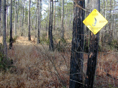 Flatwoods salamander habitat/pond photo