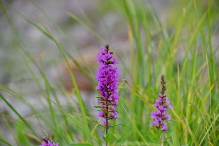 Close-Up flower grassland