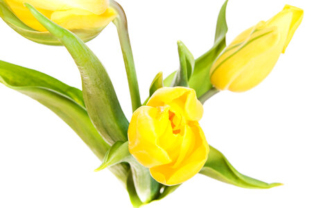 Yellow tulips