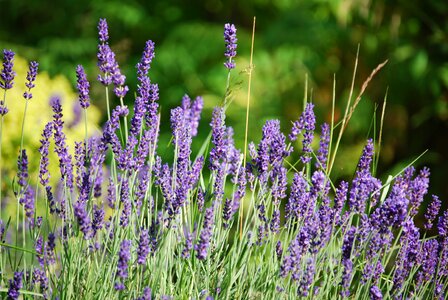Plant nature lavender flowers photo