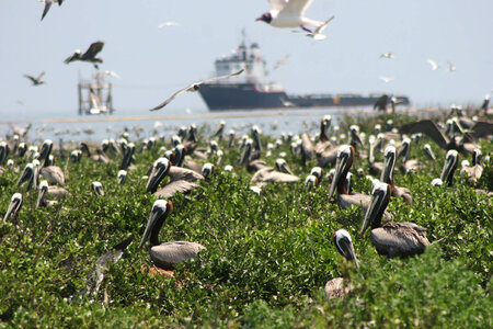 Nesting pelicans on Breton Island National Wildlife Refuge photo
