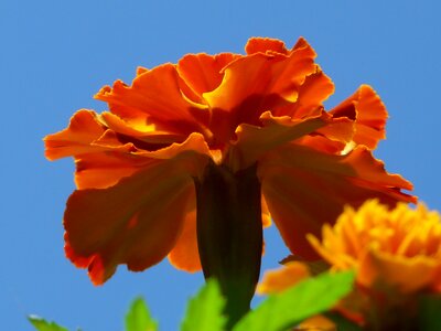 Color colorful marigolds photo