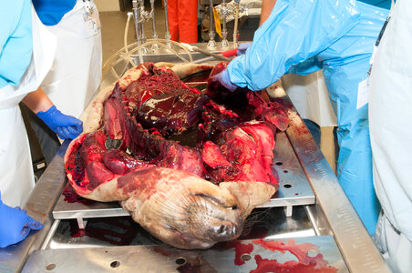 Marine Mammal Stranding Course at NCTC-2