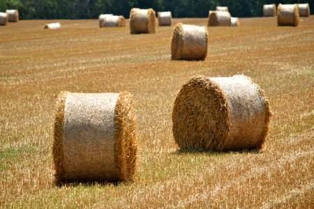 Haystack agriculture bale photo