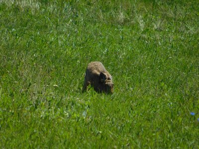 Animal environment fauna