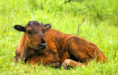Bison buffalo calf