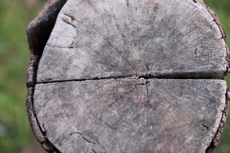 Wood bark hardwood photo