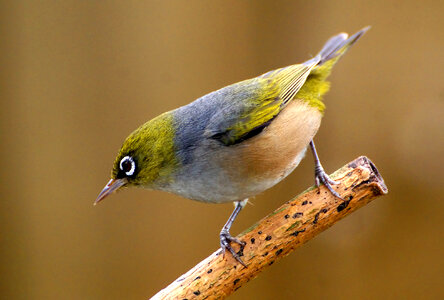 Silver Eye Bird photo