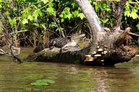 Animal crocodile louisiana