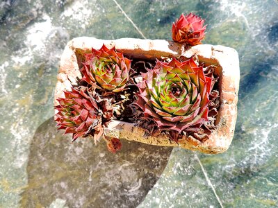 Cactus flowerpot marble photo