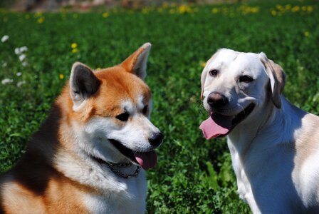 Labrador akita dogs photo
