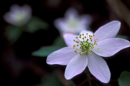 Anemone blossom blossoming