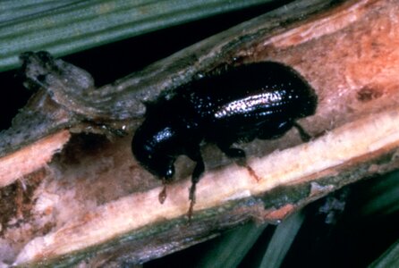 Beetle bug 