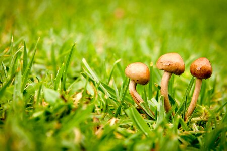 Fungus grass ground