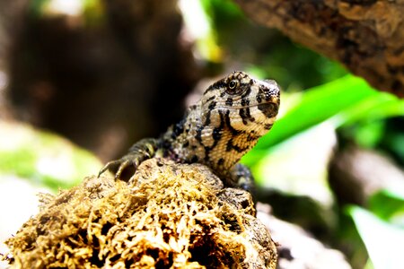 Animal creature animal world