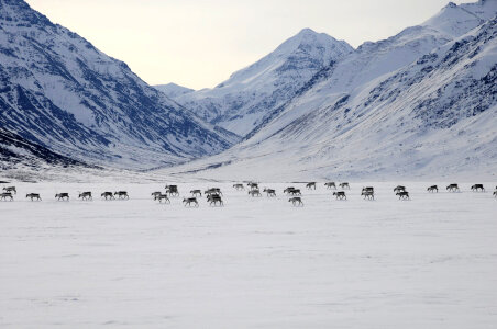 Caribou Migrating across the snowfields in the winter photo