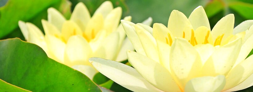 Beautiful beautiful flowers biology