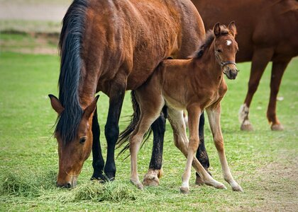 Animal nature equine photo