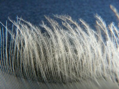 Swan feather feather swan photo