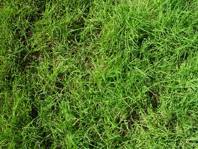 Grass Plants greenery structure