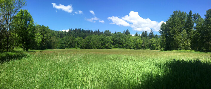 Meadow landscape with trees in the background photo