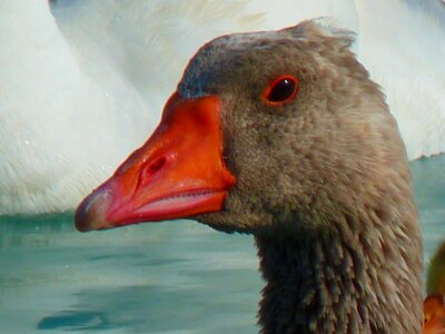 Goose geese animals photo