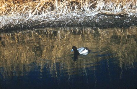 Aythya Marila duck marsh