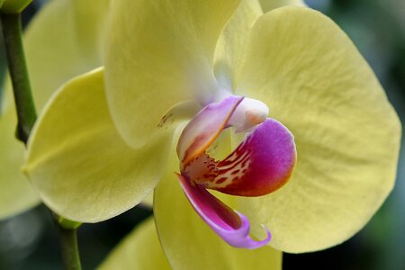 Horticulture orchid pistil photo