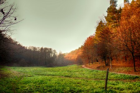 Autumn forest trees photo