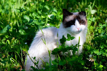 Cat in grass photo