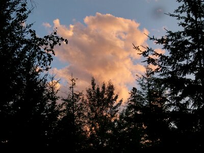 Forest sky nature
