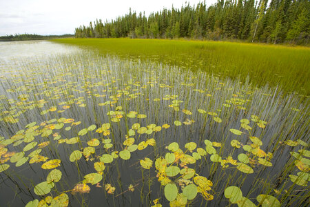 Lilly pads on lake at Tetlin Tetlin National Wildlife Refuge photo