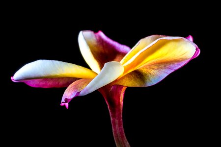 Frangipani plumeria violet yellow photo