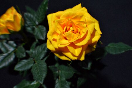Pot rose nature flower